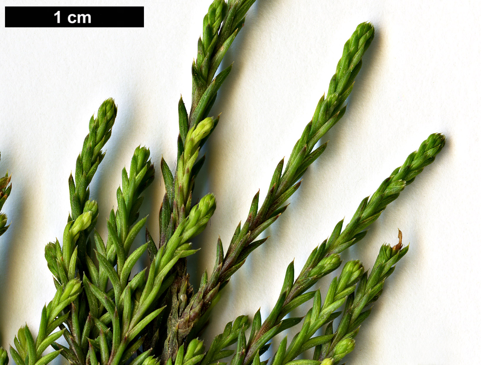 High resolution image: Family: Podocarpaceae - Genus: Dacrycarpus - Taxon: dacrydioides